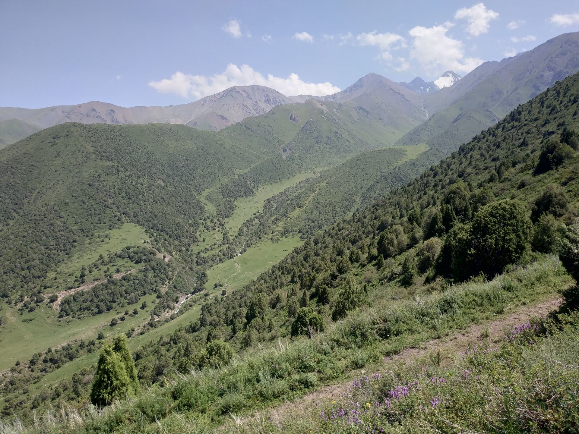 Steep green valley with spruce forest and a hillside path (partner-supplied Kyrgyzstan photo)