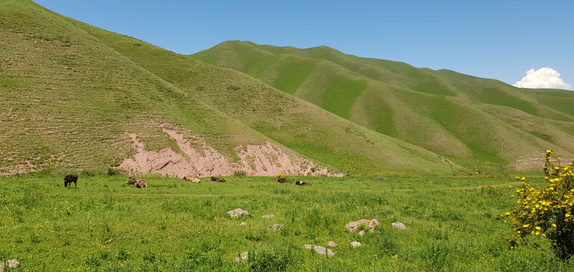 Horses grazing on rolling green hills (partner-supplied Kyrgyzstan photo)
