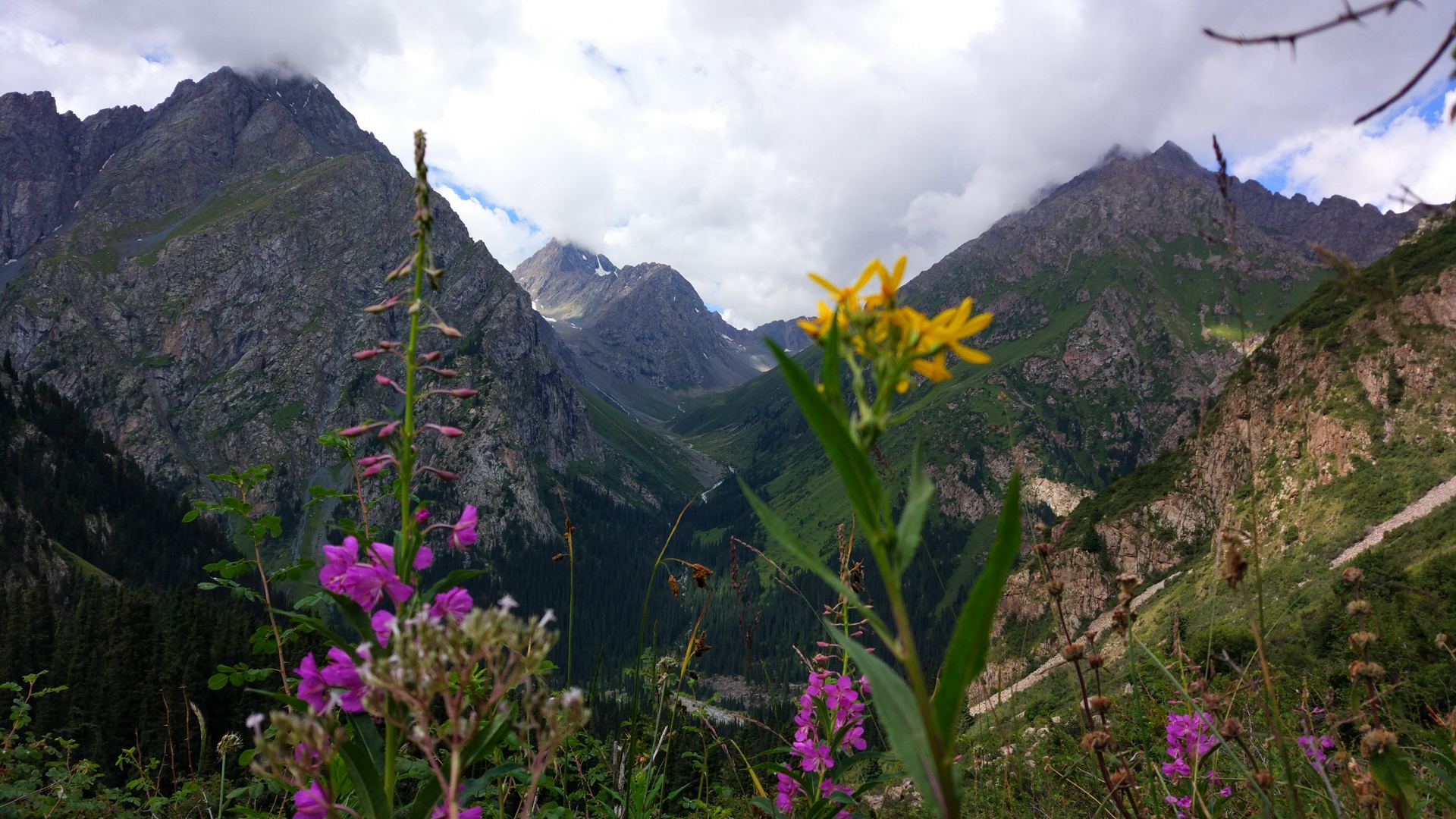 Pink and yellow wildflowers in front of steep forested peaks (partner-supplied Kyrgyzstan photo)